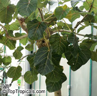 Ficus petiolaris, Rock Fig, Rock Ficus, Texcalamate, Lava Fig

Click to see full-size image