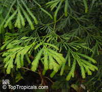 Fokienia hodginsii, Fujian Cypress

Click to see full-size image