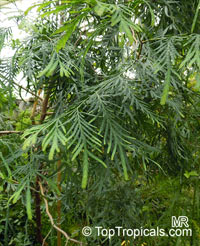Fokienia hodginsii, Fujian Cypress

Click to see full-size image