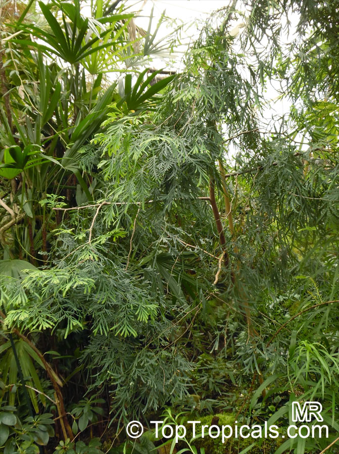 Fokienia hodginsii, Fujian Cypress