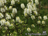 Fothergilla gardenii, Dwarf Fothergilla, Coastal Fothergilla

Click to see full-size image