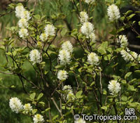 Fothergilla gardenii, Dwarf Fothergilla, Coastal Fothergilla

Click to see full-size image