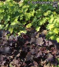 Heuchera sp., Alumroot, Coral Bells

Click to see full-size image