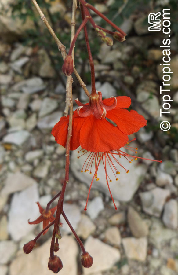 Hibiscus grandidieri, Red Chinese Lantern
