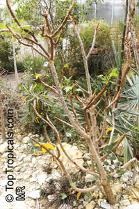 Jatropha mahafalensis, Jatropha

Click to see full-size image