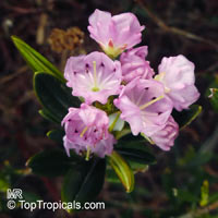 Kalmia latifolia, Calico Bush, Mountain Laurel, Poison Ivy, Spoonwood

Click to see full-size image