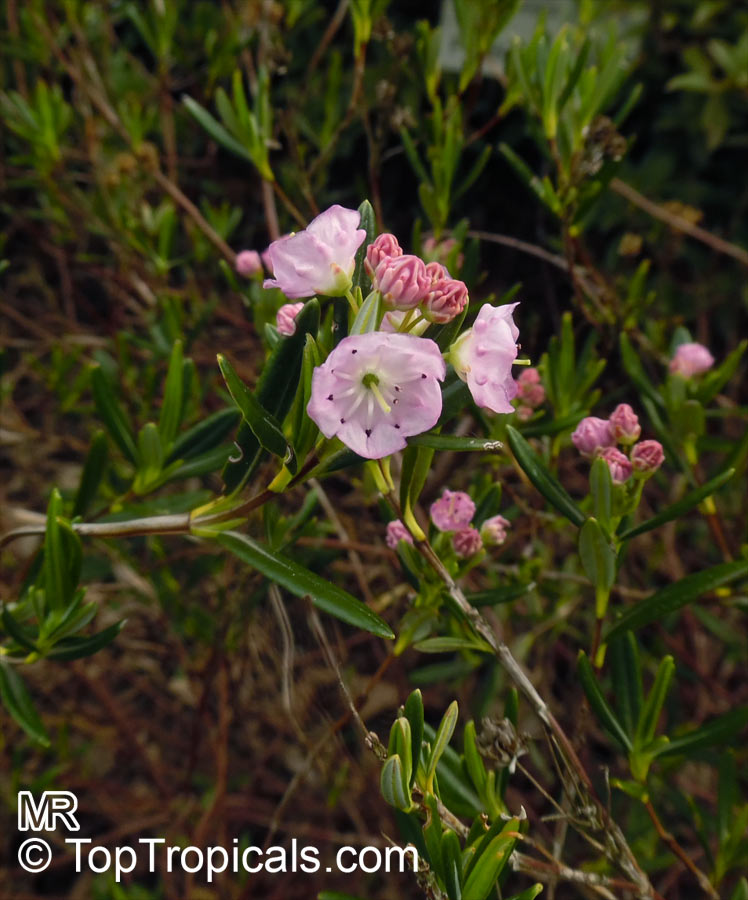 Kalmia latifolia, Calico Bush, Mountain Laurel, Poison Ivy, Spoonwood