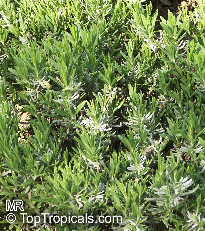 Lavandula angustifolia, Lavandula officinalis, Lavandula vera, Lavandula spica, Lavender, English Lavender