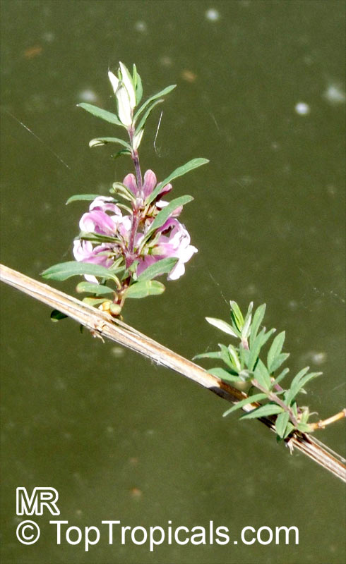 Lonicera thibetica, Tibetan Honeysuckle