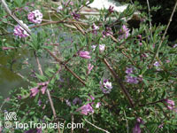 Lonicera thibetica, Tibetan Honeysuckle

Click to see full-size image