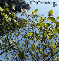 Magnolia 'Goldstar', Goldstar Magnolia

Click to see full-size image