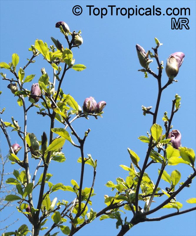 Magnolia liliiflora, Mulan Magnolia, Purple Magnolia, Red Magnolia, Lily Magnolia, Tulip Magnolia, Jane Magnolia. Magnolia liliiflora 'Nigra'
