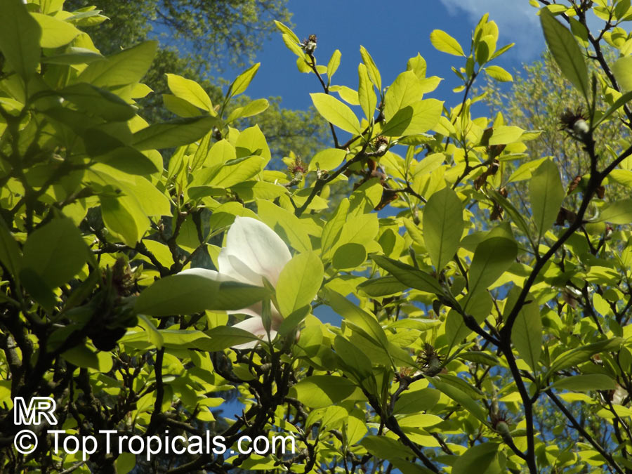 Magnolia sp., Magnolia hybrid