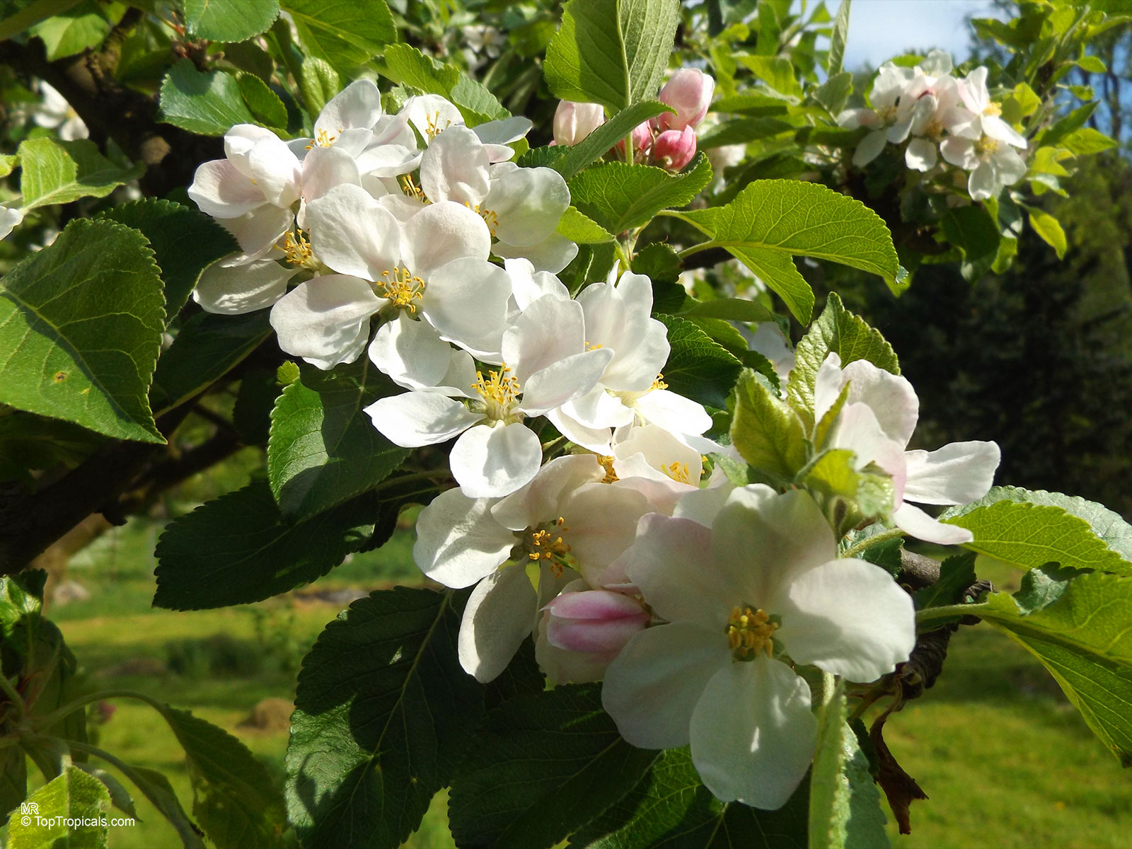 Malus sp., Apple. Malus domestica Malus sp., Apple. Malus domestica