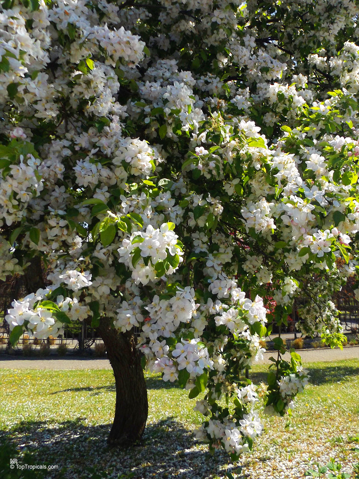 Malus sp., Apple Malus sp., Apple