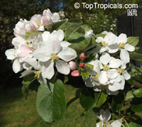 Malus x domestica, Low Chill Apple