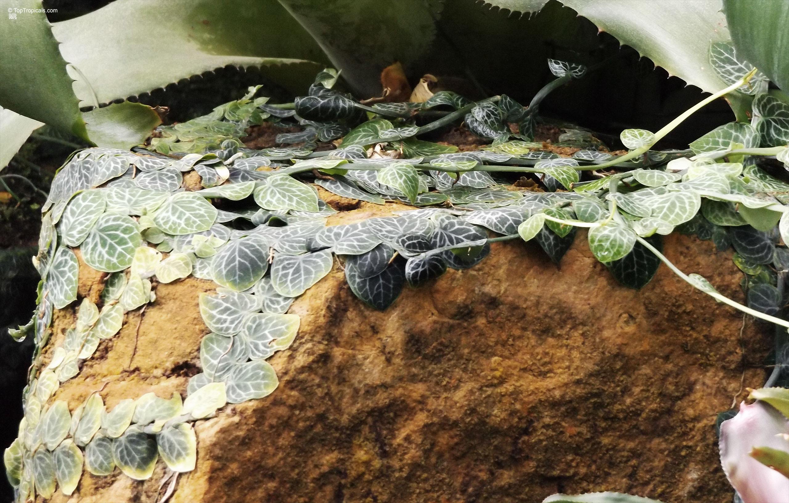 Monstera dubia (Penanola) with small green leaves crawling across the textured surface of a rock. Monstera dubia (Penanola) plant with small green leaves crawling on an orange rock surface