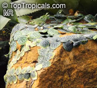 Monstera dubia, Penanola, Shingle Plant

Click to see full-size image