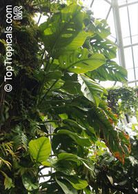 Monstera acuminata, Monstera karwinskyi, Monstera

Click to see full-size image