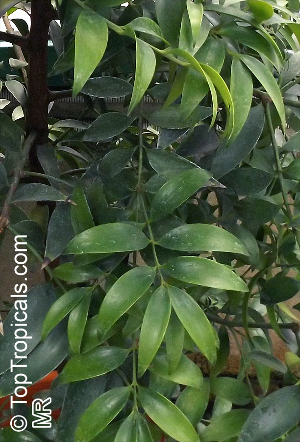 Nageia nagi, Podocarpus nagi, Myrica nagi, Asian Bayberry, Broadleaf Podocarpus