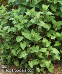 Nepeta cataria, Catnip 

Click to see full-size image