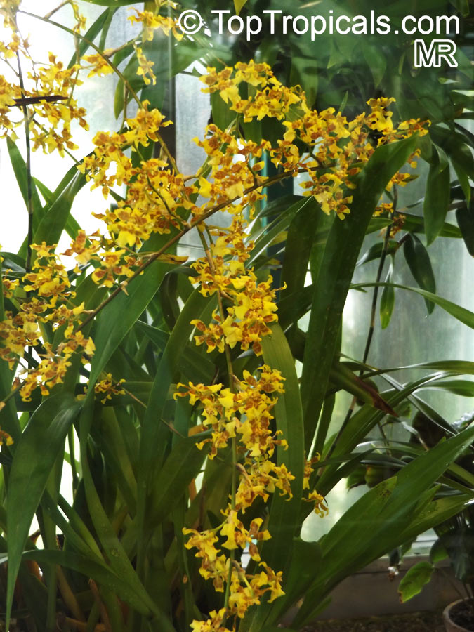Oncidium sp., Oncidium Orchid. Oncidium sphacelatum