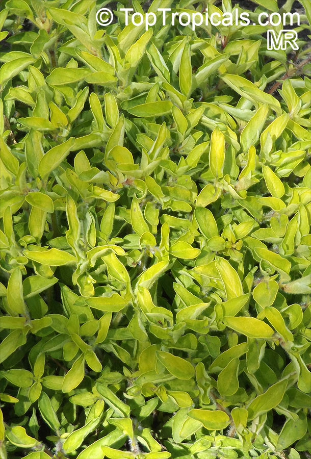 Origanum vulgare, Oregano, Wild Marjoram, Greek Oregano