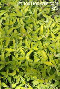 Origanum vulgare, Oregano, Wild Marjoram, Greek Oregano

Click to see full-size image