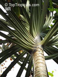 Pandanus utilis, Screw Pine

Click to see full-size image