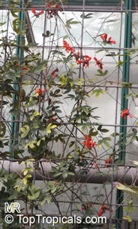 Passiflora racemosa, Red Passion Flower