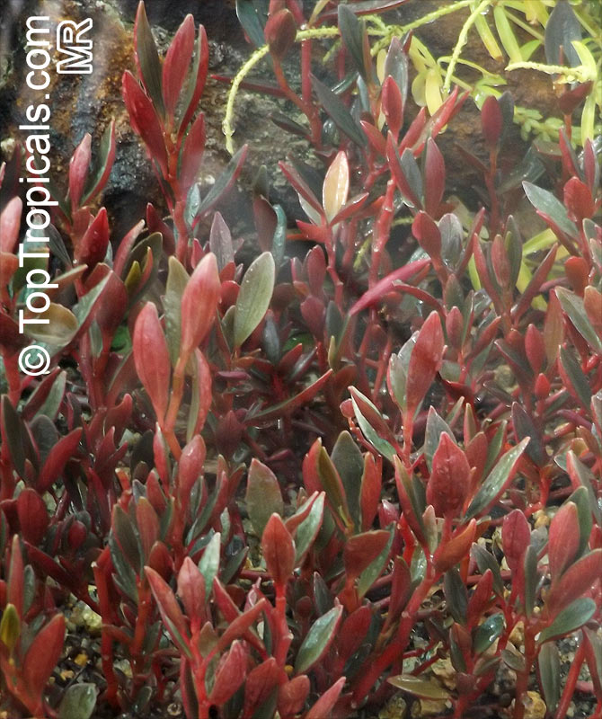 Peperomia sp., Radiator Plant. Peperomia flexicaulis