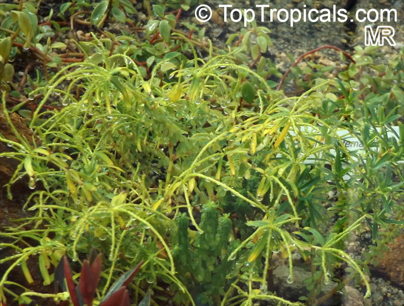 Peperomia sp., Radiator Plant. Peperomia galioides