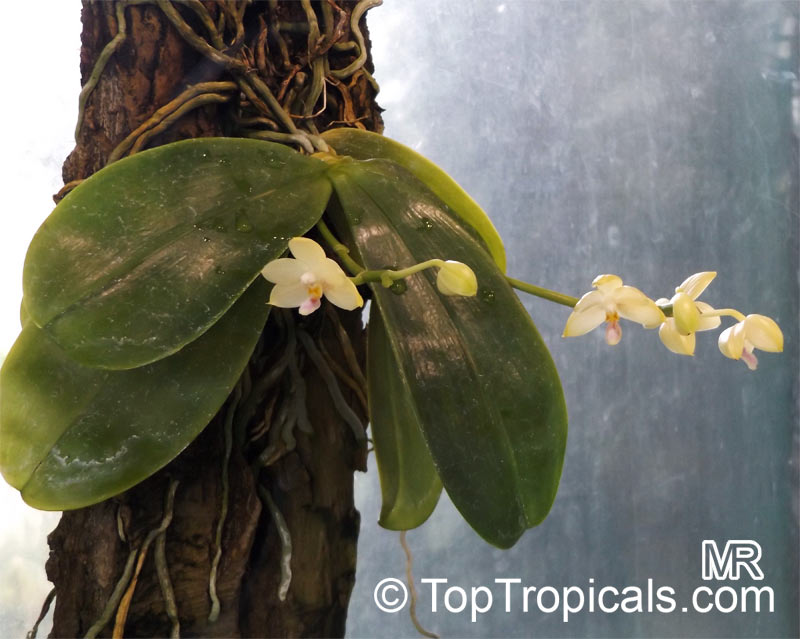 Phalaenopsis sp., Phalaenopsis Orchid, Moth Orchid. Phalaenopsis floresensis