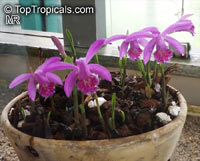 Pleione sp., Peacock Orchid, Himalayan crocus, Indian Crocus, Windowsill Orchid

Click to see full-size image