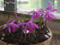 Pleione sp., Peacock Orchid, Himalayan crocus, Indian Crocus, Windowsill Orchid

Click to see full-size image