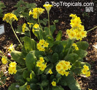 Primula sp., Primrose

Click to see full-size image