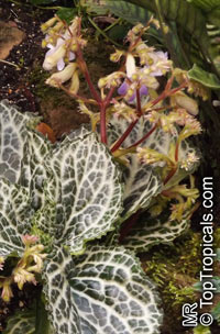 Primulina sp., Primulina. Primulina liboensis
