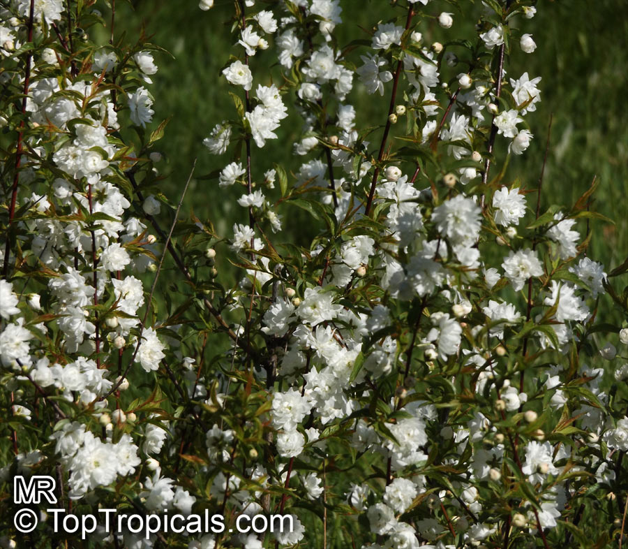 Prunus glandulosa, Prunus japonica, Cerasus glandulosa, Chinese Bush Cherry, Chinese Plum, 	Korean Cherry, Dwarf Flowering Almond