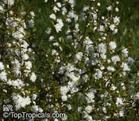 Prunus glandulosa, Prunus japonica, Cerasus glandulosa, Chinese Bush Cherry, Chinese Plum, 	Korean Cherry, Dwarf Flowering Almond

Click to see full-size image