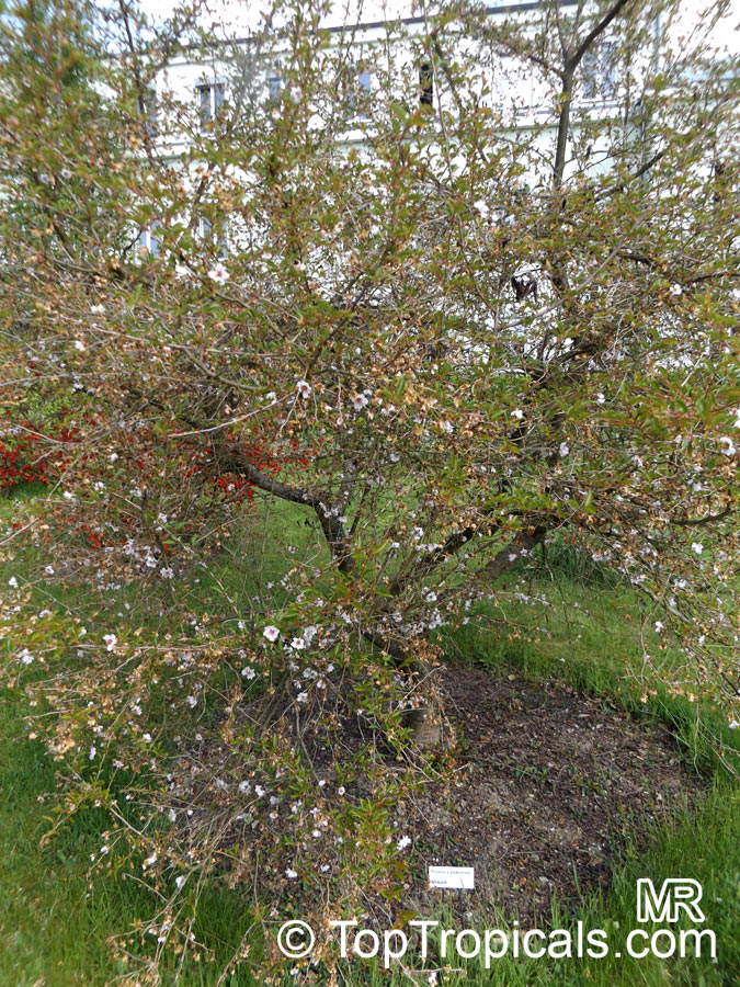 Prunus x yedoensis, Cerasus x yedoensis, Yoshino cherry