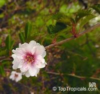 Prunus x yedoensis, Cerasus x yedoensis, Yoshino cherry

Click to see full-size image