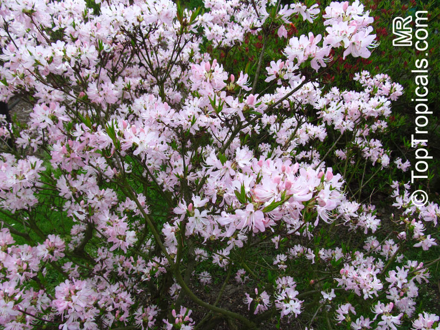 Rhododendron vaseyi, Pinkshell Azalea