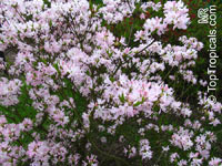 Rhododendron vaseyi, Pinkshell Azalea

Click to see full-size image