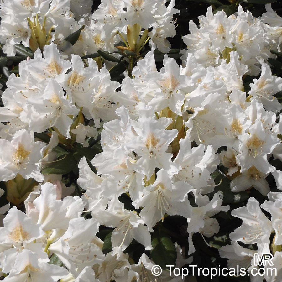 Rhododendron hybrid White, White Rhododendron