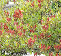 Rhododendron 'Pallas', Azalea 'Pallas'

Click to see full-size image