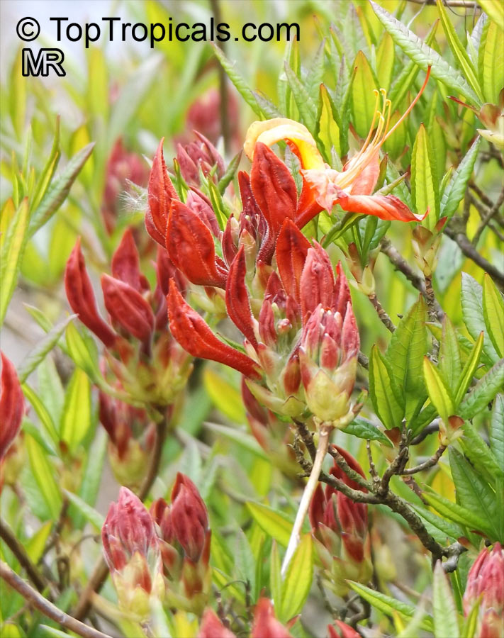 Rhododendron 'Pallas', Azalea 'Pallas'