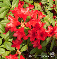 Rhododendron forrestii, Azalea

Click to see full-size image