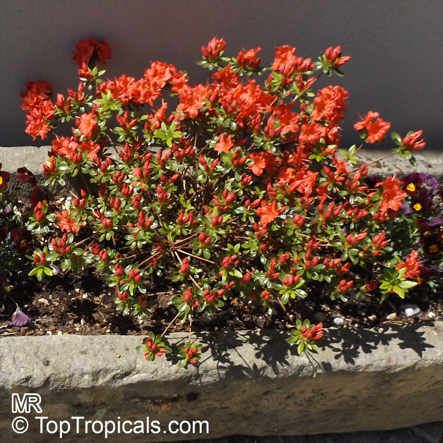 Vivid Red Cherry Miniature Azalea