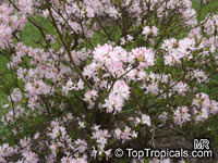 Rhododendron vaseyi, Pinkshell Azalea

Click to see full-size image