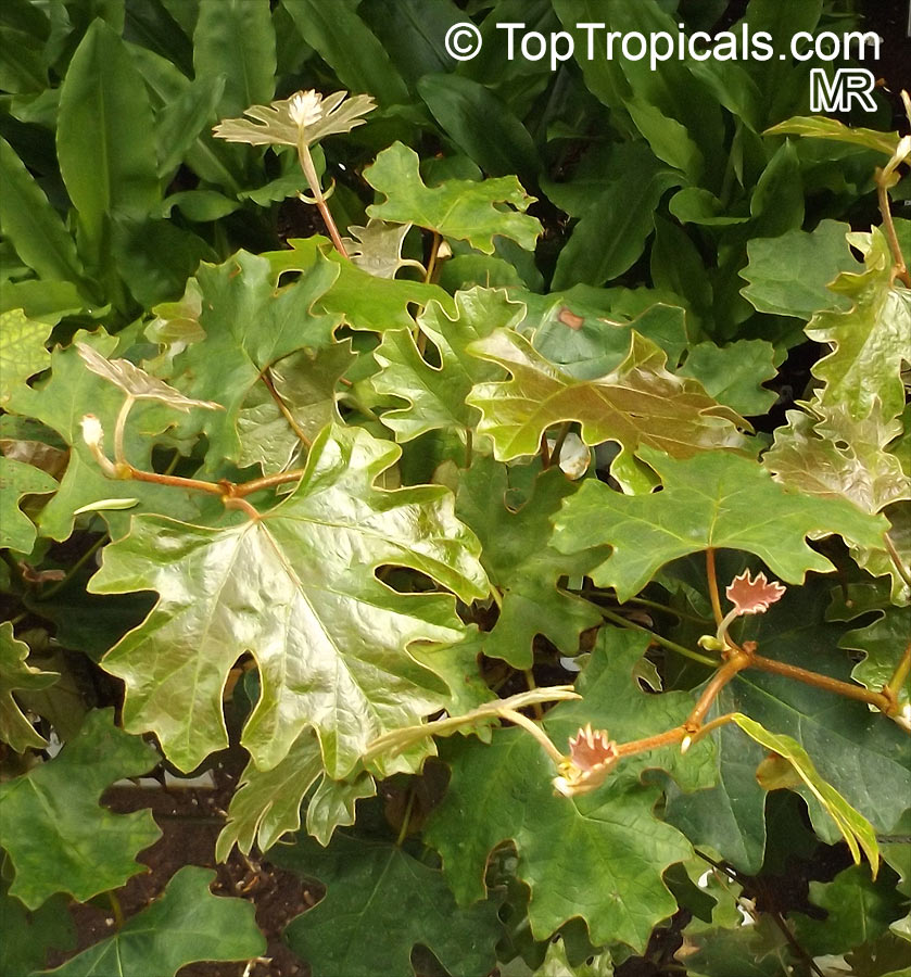 Rhoicissus tomentosa, Cissus tomentosa, Cissus capensis, Cape Grape